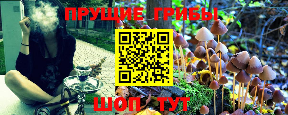 Псилоцибиновые грибы Psilocybine cubensis  Вход с VPN  Братск  где найти наркотики  Галлюциногенные грибы мицелий 